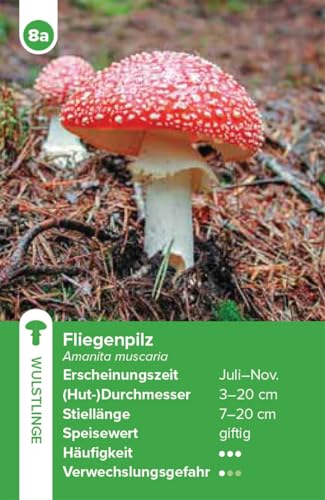 Haupt Verlag Einheimische Pilze – das Quartett-Spiel: mit 32 Pilzen aus Deutschland, Österreich und der Schweiz