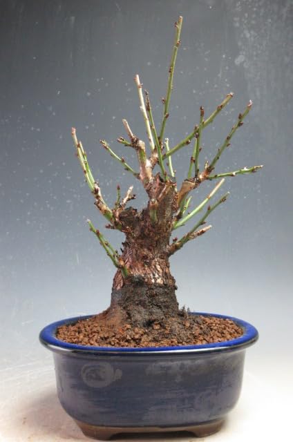 Amazon.co.jp: 盆栽 梅 東雲(一重咲き・ピンク）太幹【現品】(10004605