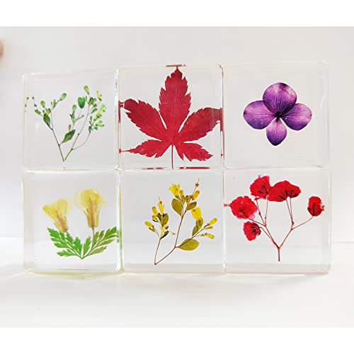 Ptgmh Flower Paperweight 6 Pcs Resin Paperweights For Desk With Real Pressed Flower Samples Table Decoration Clear Square Paperweight Cube Desk Ornament (Color B) #TOP7