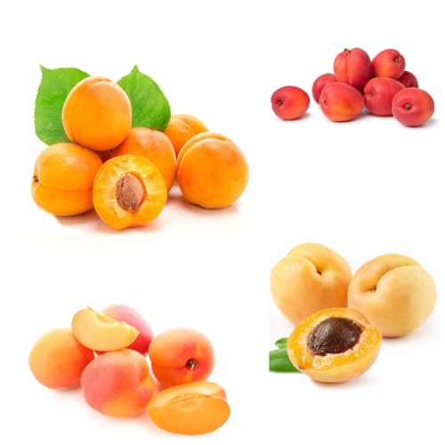 semillas de albaricoquero columnares albaricoquero balcón forma columna resistentes interior semillas 20pcs