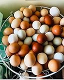 Mitrowski House Farm 12+ Fertile Hatching Eggs Barnyard Mix-**Be Sure to Select More Buying Options as Seller if You Want The Breeds Listed!!**