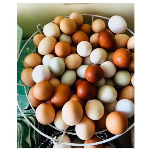 Mitrowski House Farm 12+ Fertile Hatching Eggs Barnyard Mix-**Be Sure to Select More Buying Options as Seller if You Want The Breeds Listed!!**