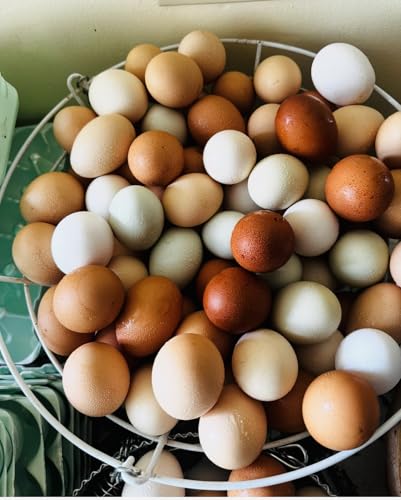 Mitrowski House Farm 12+ Fertile Hatching Eggs Barnyard Mix-**Be Sure to Select More Buying Options as Seller if You Want The Breeds Listed!!**