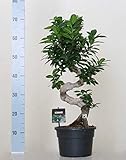  Ficus microcarpa ginseng bonsai S-model 70cm - Plantas de interior Bektas Plants