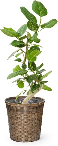 bloomee(u~[) tBJX xKVX ϗtA (6 ҃oXPbg Jo[ t) {  ItBX ^ (ȒP S)  CeA  (Mtg v[g p)