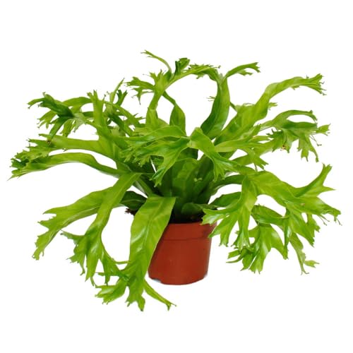 Asplenium - besondere Farn-Sorten fürs Zimmer - Nestfarn - 12cm Topf - ca. 25cm hoch Chrissie