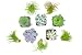 Succulent Air Plant Combo Pack | 5 Succulents and 5 Airplants | Real Live Home Decor House Gift | Indoor Mix Pack | Rooted in Pots by Plants for Pets