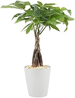 Costa Farms Money Tree Pachira, Medium Ships in Premium Ceramic Planter, 16-Inches Tall
