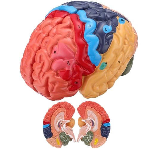 Life Size Human Brain Model, 2-Part PVC Brain Anatomy Model with Laser-Engraved Numbers & Color-Coded Regions, Brain Structure Learning Model with Base and Reference Card for Science Education, Study