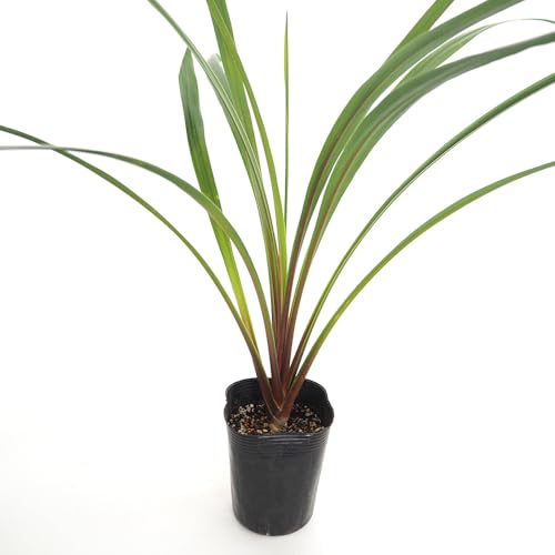 �h�s�`�m�r�d �R���f�B���l �y�R 3.5�`4�� 1���� �J���[���[�t �ϗt�A�� �I�[�X�g�����X �w���FCordyline australis 'Peko' �^�C�v�F�����E�[�c������ ���ϊ������N�� �ʖ��F�j�I�C�V�������� ��N�����C���O���[���̗t���ӏ܂�