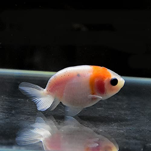 桜錦 金魚の通販 価格情報 ユアガイド