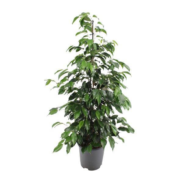 Figa brzozowa – Ficus benjamina Danielle – Ø 21 cm – wysokość ok. 95–105 cm – roślina pokojowa z błyszczącymi zielonymi liśćmi – łatwa w pielęgnacji i oczyszczająca powietrze roślina zielona