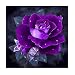 DIY 5D Diamond Painting, Diamond Embroidery Cross Stitch Kit Purple Rose 5D Diamond Rhinestone Painting Crystals Cross Stitch Picture Arts Home Decor Nearzstorn (Purple Rose, 30x30cm)