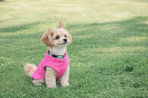 Image of JACKO & CO - Fleece Vest Dog Sweater with Leash Ring - Soft, Warm & Lightweight Pullover Coat for Small & Medium Dogs, Puppies & Cats - Cozy Fall /Winter /Spring Pet Jacket (Pink, Large 10-16lbs)