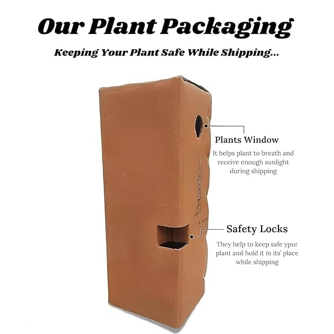 Image of Live Rubber Plant (pack of 1) Air Purifying Indoor(Ficus elastica) Houseplant, Elegant Dark Green Leaves Stylish Broad-Leaf Air Purifying Plant for Home Office, Bedroom & Workspace With pot