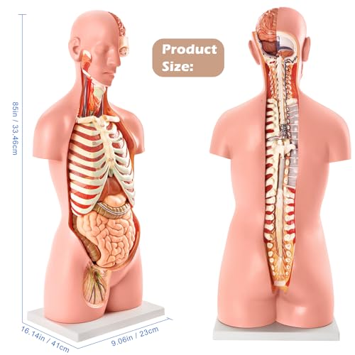 Image of NEW HORIZON 18-Part Premium Unisex Human Torso Model | Detailed Life-Size Human Body Model has 18 Removable Human Organs | Includes Detailed Product Manual,for Medical Student, Lab & Classroom Use