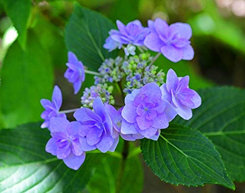 Amazon.com: Tapa De Encaje Hortensia Hortensia Macrophylla