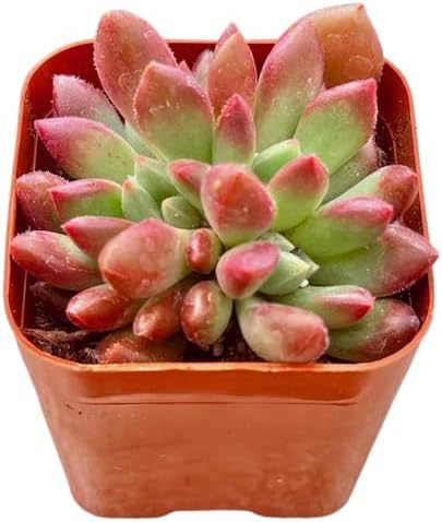 Vista 2 de Sedeveria Pink Ruby - Plantas suculentas únicas de 2 pulgadas, plantas suculentas de arranque vivo, plantas de interior de fácil cuidado enraizadas