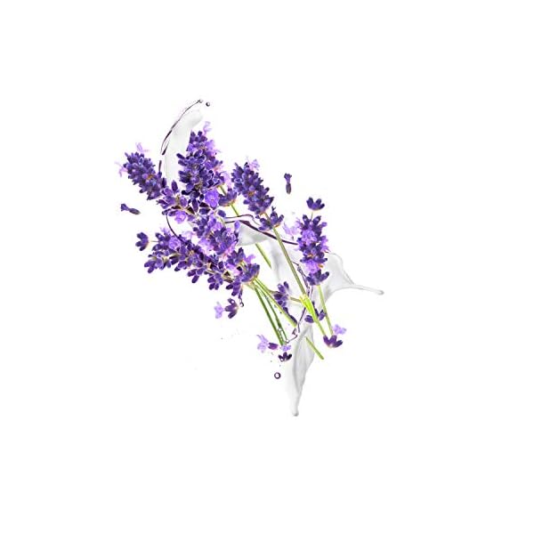 Dove Whipped Lavender and Coconut Milk Body Cream 10 oz