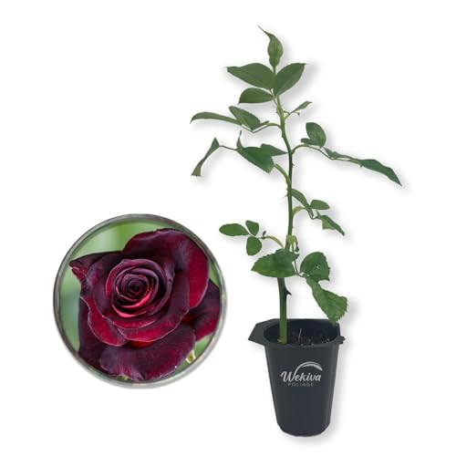 Baccara Rose Bush - 1 Live Starter Plant - Versatile and Beautiful Heirloom Rose Adds Color and Fragrance to Any Garden