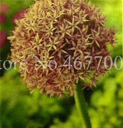 Preisvergleich Produktbild Riesen Allium Samen in Ocker