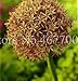Produktbild Riesen Allium Samen in Ocker