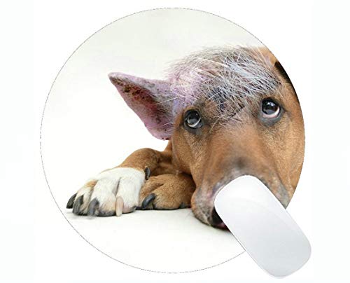 �~�`�̃}�E�X�p�b�h�A�q���̃}�E�X�p�b�h���\����������u�^�̌����̃u�^