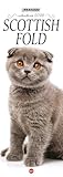 scottish fold ile scottish straight çiftle?mesi  Scottish Fold. Calendario 2026. Long