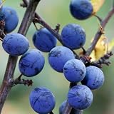las endrinas pacharan precio Es adecuado para su visualización en áreas verdes como patios, parques y áreas escénicas.