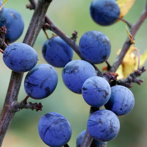 semi di prugnolo da frutto colonnari prugnolo frutto colonnare esotico semi di vecchie varietà frutteto comprare da raro colonnari giardino 10pcs