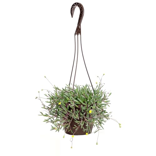 String of Rubies Live Succulent, Purple Ruby Necklace Trailing Succulent