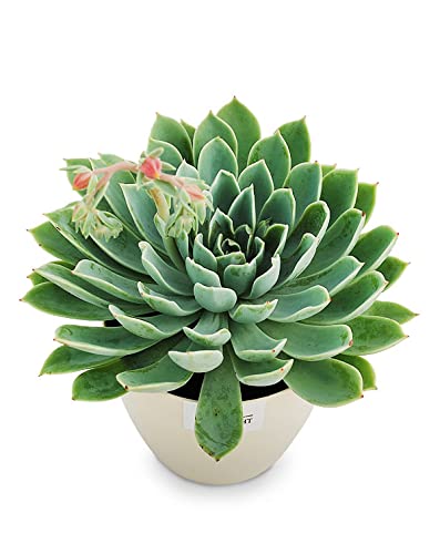 Birthright Echeveria Tolucensis Live Succulent Plant (B09N6S79P1) Amazon Price History, Amazon Price Tracker