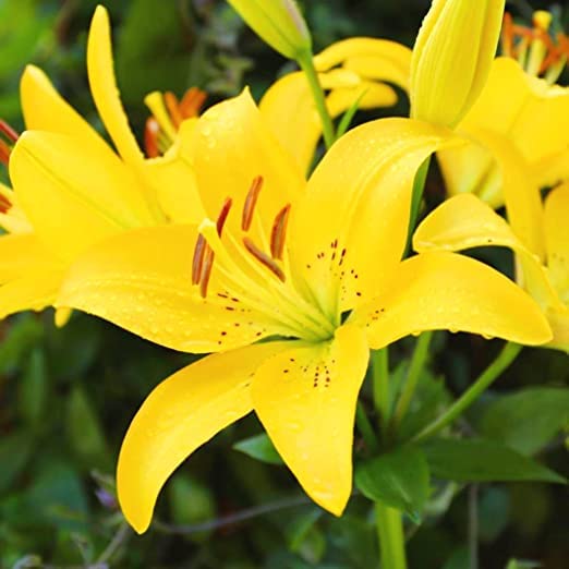 Asiatic Lily Seeds for Home Garden Pack of 2 Bulbs BY Zabbus Yellow (B0BRYKDLWR) Amazon Price History, Amazon Price Tracker