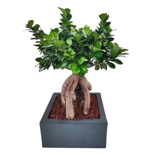 🎁 Idea Regalo Raffinata e Significativa: Simbolo di serenità, equilibrio e prosperità, questo bonsai è un regalo ideale per compleanni, inaugurazioni di casa, anniversari e festività. Perfetto per chi ama le decorazioni naturali e cerca un dono elegante e sostenibile.