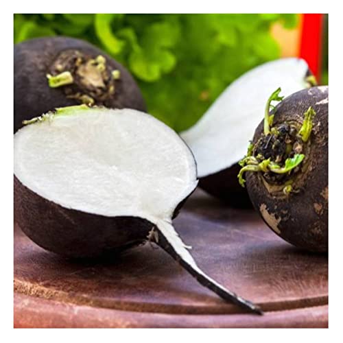 Sementes de Rabanete Ulisses [Preto] ISLA