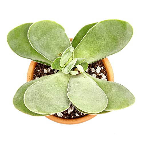 Kalanchoe Flapjacks Paddle Plant Thyrsiflora Succulent (4 Inch) #TOP5