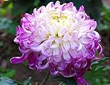 100PCS Chrysanthemum Morifolium Seeds Ornamental Plant Hardy Perennial Outdoor Indoor Home Garden Seeds