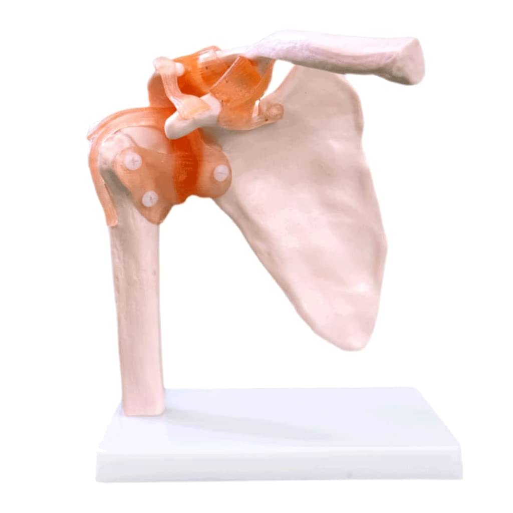 GTHTUHFD Skeleton Model Human Body Model Shoulder Model Skeleton Life Size Human Anatomy Joint Bone Medical Model For Teaching Learning
