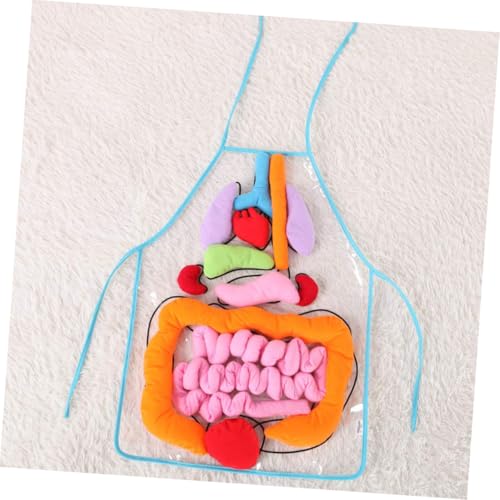 Delantal de órganos para educación infantil que facilita explicar anatomía 6