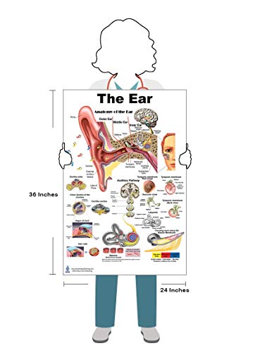 Blue Tree Publishing The Ear Poster 24x36inch, Anatomy, Organs of Hearing and Balance