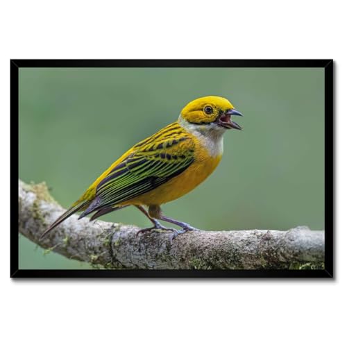 Oiseau Tangara cadre blanc décoration murale moderne pour sublimer votre chambre