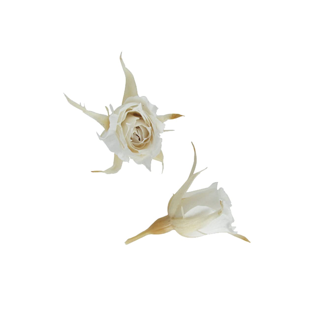 Amazon｜フロールエバー プリザーブドフラワー マイクロローズ パール