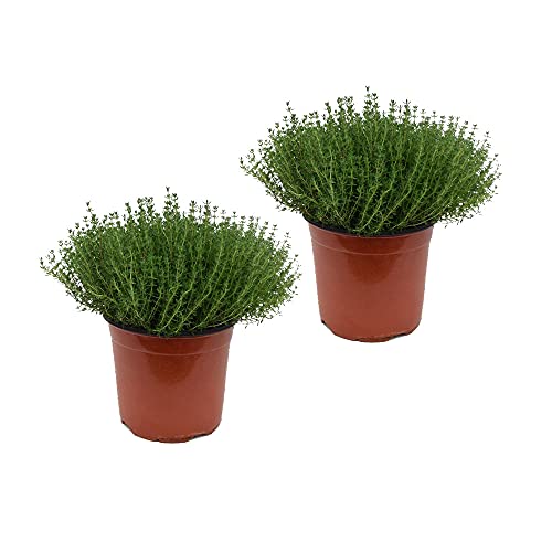 Tomillo Pack de 2 Unidades Plantas Aromáticas Naturales para Cultivar en Casa