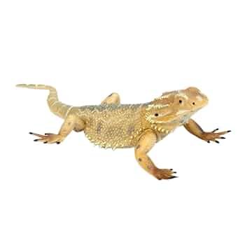 Amazon.co.jp: フトアゴヒゲトカゲ リアル爬虫類フィギュア 置物