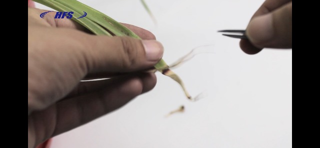 Tijeras para Bonsái HFS 6 Piezas para Podar y Recortar Plantas miniatura 7