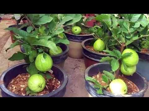 See full amazon price history chart for Creative Farmer Live Plant Gauva Fruit Dwraf Seedless Honey Guava Evergreen Tree For Balcony Gardening Plant(1 Healthy Live Plant) Creative Farmer Live Plant Gauva Fruit Dwraf Seedless Honey Guava Evergreen Tree For Balcony Gardening Plant(1 Healthy Live Plant) (B07NYG1WBY) Amazon Price History, Amazon Price Tracker