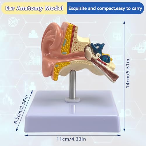 Image of 1:1 Scale Human Ear Anatomy Model with Base, Professional PVC,Outer Middle Inner Ear Structure Simulation Model for Teaching Demonstration,Science Classroom,Human Anatomy Study