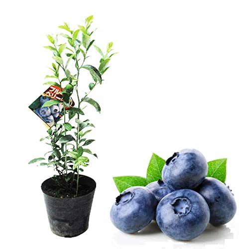 ブルーベリー苗木