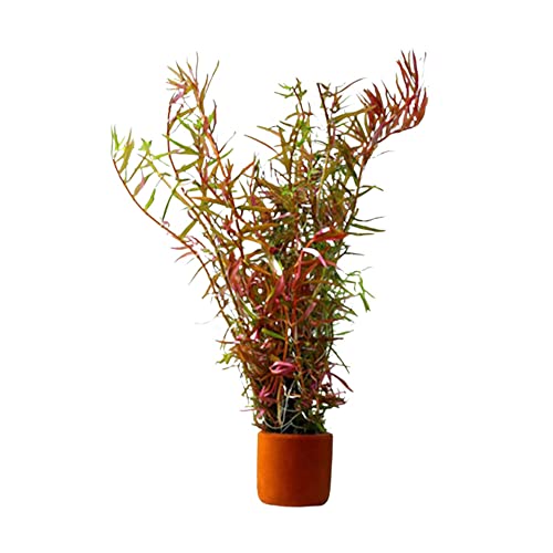 CANTON AQUATICS Rotala Vietnam HRa - Freshwater - Medium Light