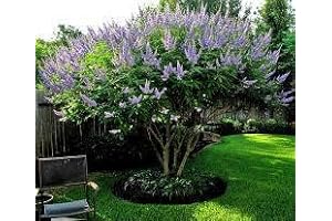 Desert Willow Tree for Your Dreamy Landscape